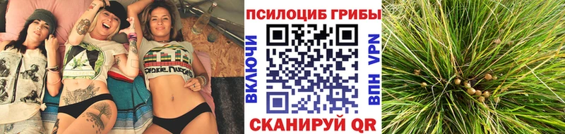 Галлюциногенные грибы GOLDEN TEACHER цены наркотик Кудрово